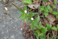 Epilobium amurense