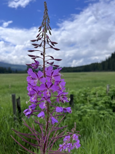 fireweed