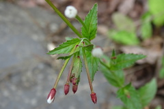 Epilobium amurense
