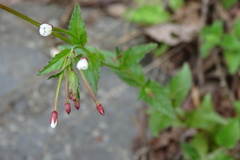 Epilobium amurense