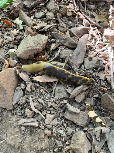 iNaturalist observation photo of Button's Banana Slug