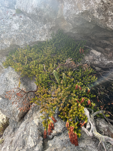 Erica banksia, photograph 3