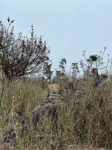 iNaturalist observation photo of Mule Deer