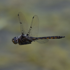 Epitheca petechialis