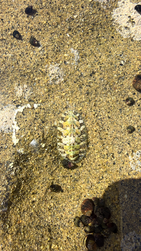 Nuttallina fluxa, 2026-07-02