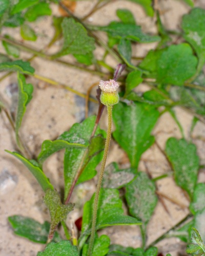 Erigeron procumbens, photograph 3