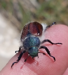 Paracotalpa granicollis