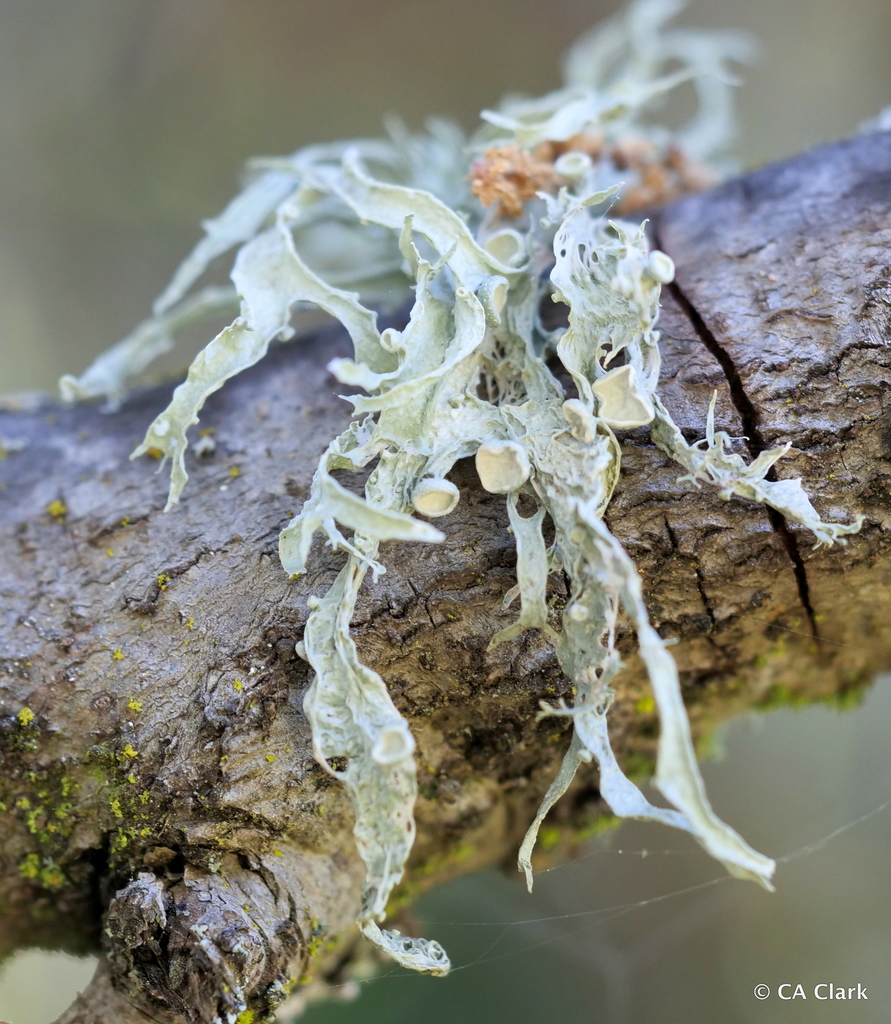 bushy lichens