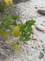 Thermopsis rhombifolia, photograph (c) Brandon Corder, some rights reserved (CC BY)