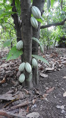 Theobroma cacao