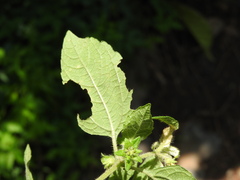 Eleutheranthera ruderalis, photograph (c) Alexis López Hernández, some rights reserved (CC BY)