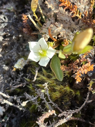 Gentianella bellidifolia observed 2026-06-29