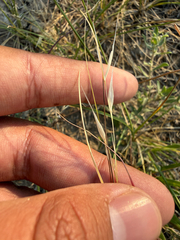 (c) Brandon Corder, some rights reserved (CC BY) Hesperostipa comata, photograph (c) Brandon Corder, some rights reserved (CC BY)