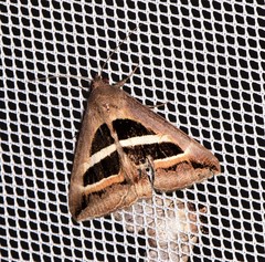 Grammodes occulta
