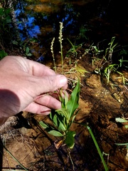 Persicaria setacea
