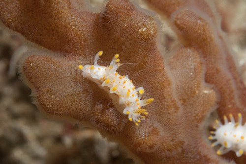 Limacia clavigera