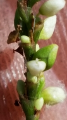 Persicaria setacea