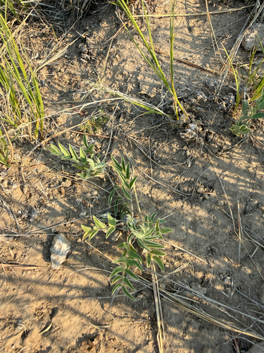 Astragalus lotiflorus, photograph 5