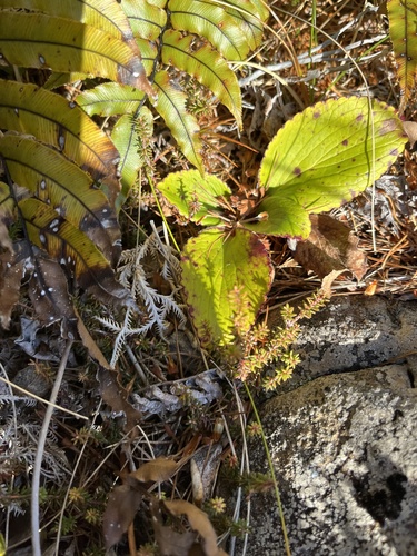Ourisia macrocarpa observed 2026-06-29
