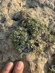Phlox hoodii