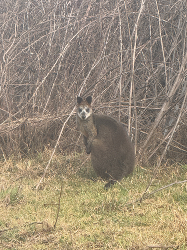 Swamp Wallaby