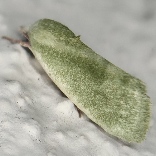 Egyptian Bollworm