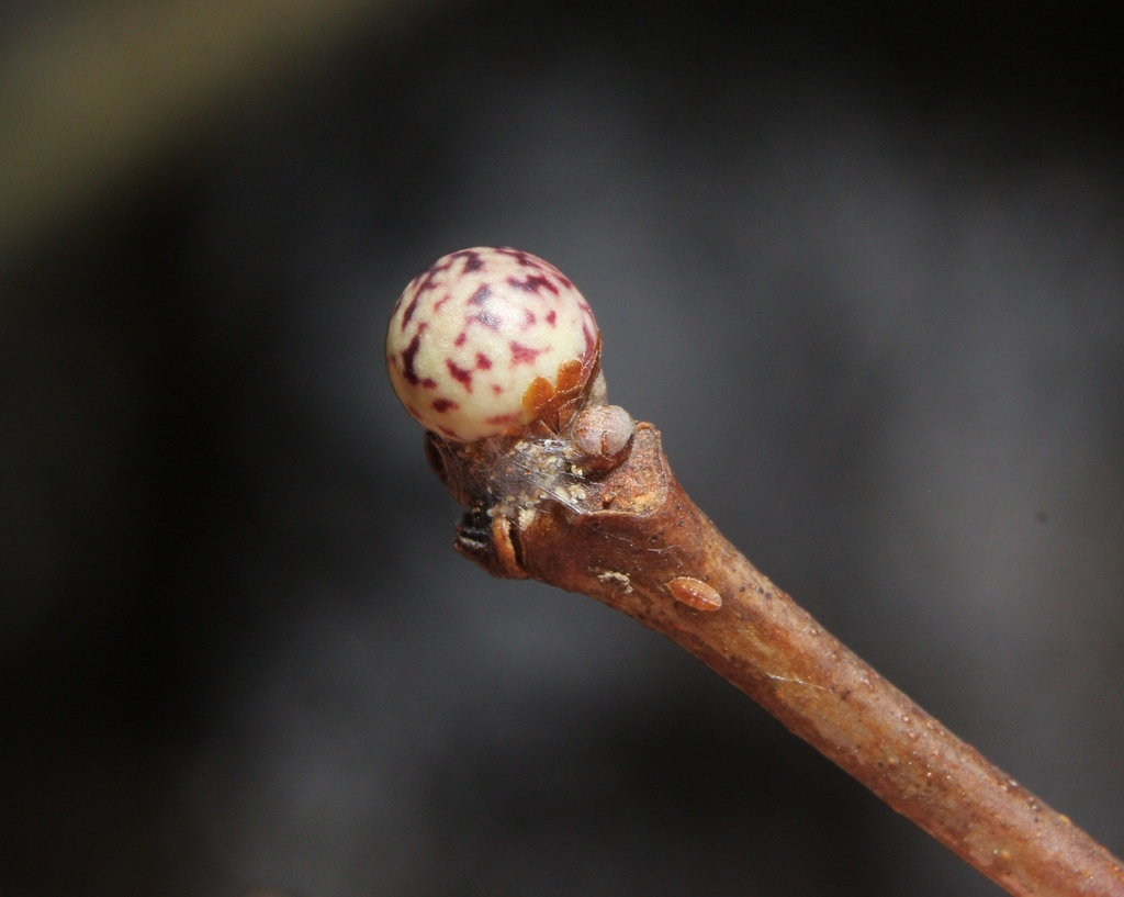 Andricus pisiformis