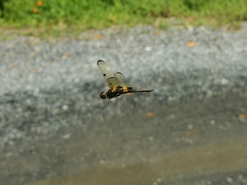 Yellow-striped Flutterer