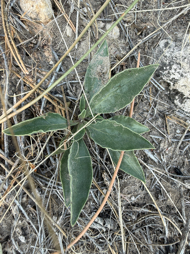 Penstemon albidus, photograph 3
