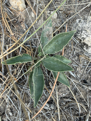 Penstemon albidus, photograph (c) Brandon Corder, some rights reserved (CC BY)