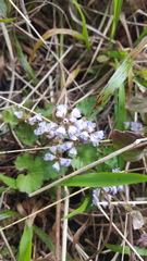 Veronica regina-nivalis