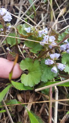 Veronica regina-nivalis