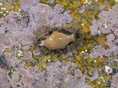 Cypraea miliaris observed 2026-07-02