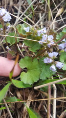 Veronica regina-nivalis