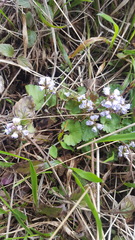 Veronica regina-nivalis