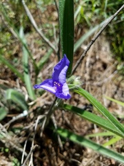 Tradescantia reverchonii