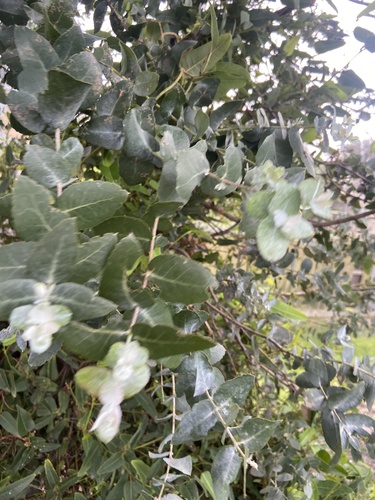 Eucalyptus crenulata observed 2026-07-03