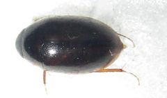 Hydrophilinae