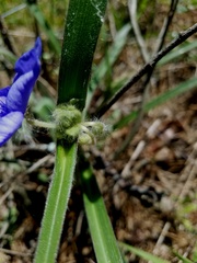 Tradescantia reverchonii