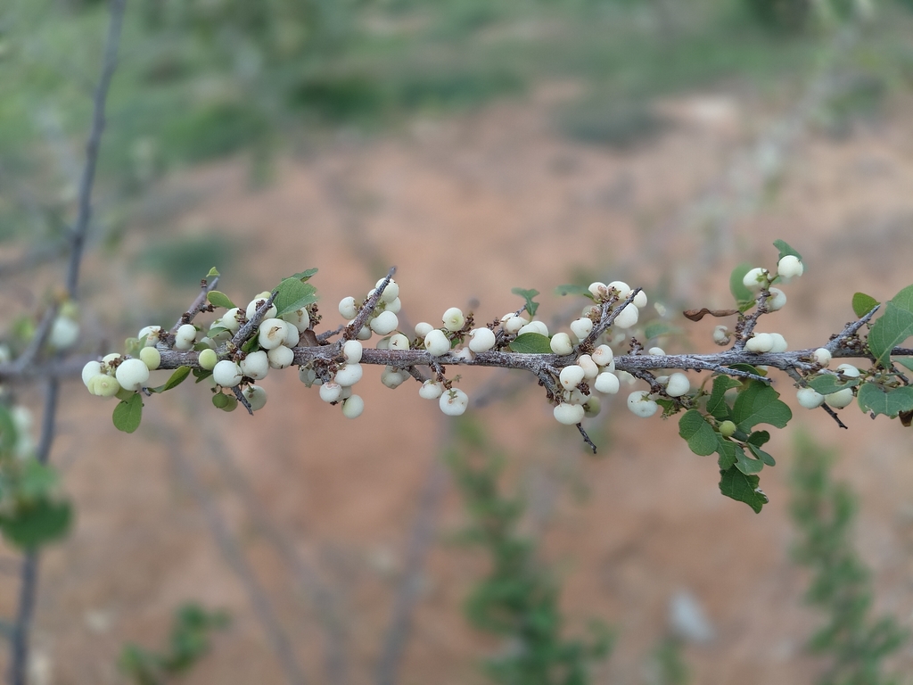 Flueggea leucopyrus; photograph (c) Subhadra Devi, some rights reserved (CC BY)