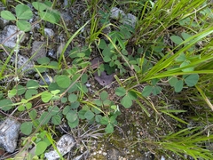 Rhynchosia minima, photograph (c) portioid, some rights reserved (CC BY)