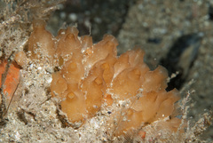 Stolonica socialis