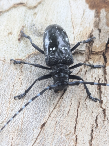 Citrus Longhorn Beetle