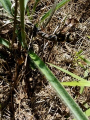 Tradescantia reverchonii