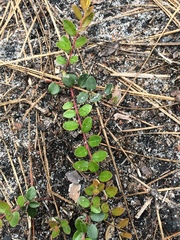 Vaccinium crassifolium