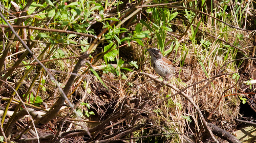 Song Sparrow photographed in Idaho
