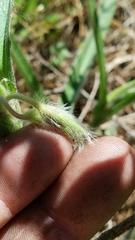 Tradescantia reverchonii