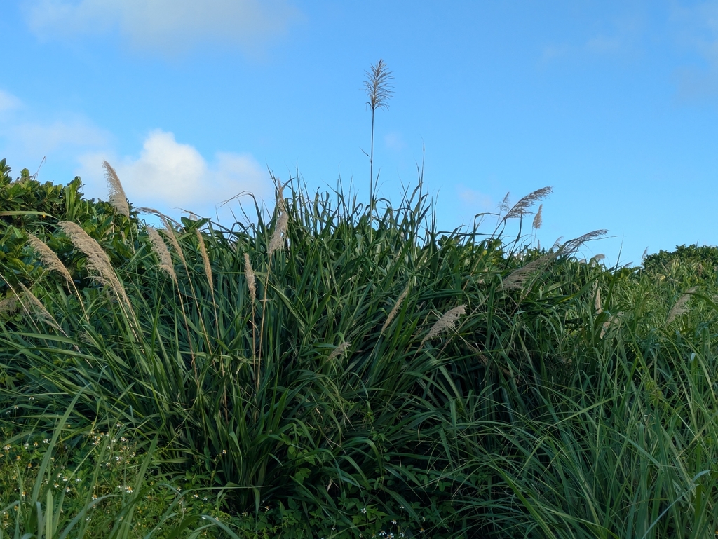 Miscanthus floridulus; photograph (c) portioid, some rights reserved (CC BY)