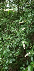 Ligustrum sinense