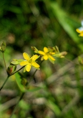 Hypericum gymnanthum